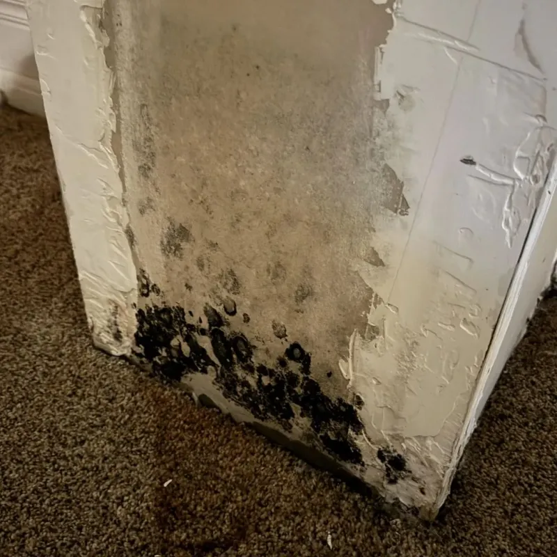 Professional Mold Removal in Foster County, ND